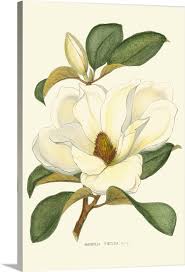 Magnolia Wall Art Canvas Prints