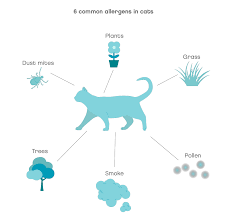 skin allergies in cats joii pet care