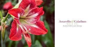 Amaryllis Bulbs, Amaryllis Flower Bulbs - Amaryllis Bulb Company – Amaryllis  & Caladium Bulb Company