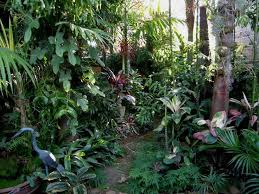 tropical garden backyard garden