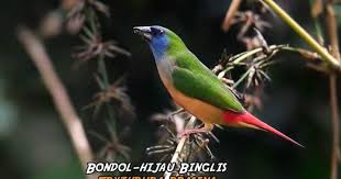 Jenis dari burung pipit beragam dan memiliki karakteristik serta habitat. Super Cantik 25 Jenis Finch Asli Indonesia Gaco Gacor
