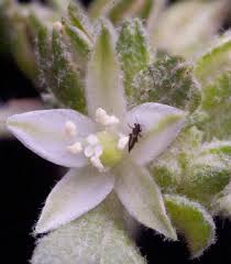Glinus lotoides L. | Plants of the World Online | Kew Science