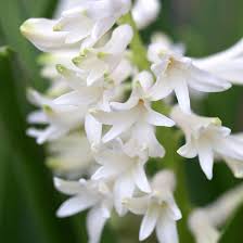 Some sweetly fragrant bulbs include hyacinths (hyacinthus spp.), which grow best in usda zones 4 through 9. The Best Fragrant Spring Flowering Bulbs For Your Garden Better Homes Gardens