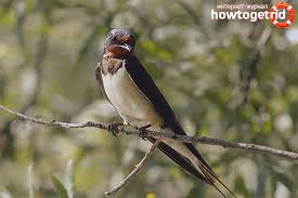 Селската лястовица (hirundo rustica) е дребна птица от семейство лястовицови (hirundinidae), разред врабчоподобни (passeriformes). Hambarna Lyastovica Opisanie Mestoobitanie Interesni Fakti