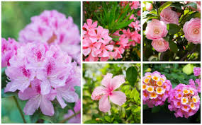 15 Breathtaking Pink Flowering Shrubs