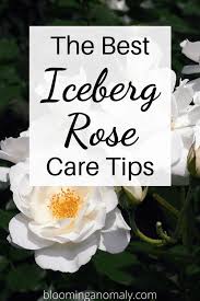 The Best Iceberg Rose Care Tips