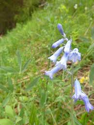 Lakes and Valley's flora specific week Pyrenean hyacinth - Brimeura ...
