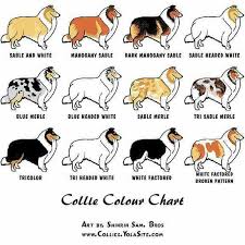 Collie Color Chart Sheep Dog Puppy Shetland Sheepdog