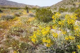 There are not many flowers at this time of year in joshua tree, but here are the few that i saw (plus plants and trees) when we were camping there in late may. Joshua Tree National Park Is Seeing Its Biggest Wildflower Bloom In Decades And It S A Spectacular Sight Roadtrippers