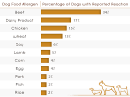 Facts About Dog Food Allergies Every Dog Parent Should Know