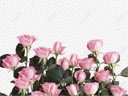 pink roses pink roses pink rose
