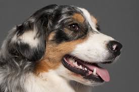 dog tooth infection signs causes