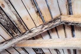 remove mold from wood an informative guide