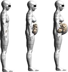 Some of these physical changes are visible, such as an expanding belly and weight gain, while others are well known, such as an enlarged uterus, morning sickness and backaches. Pregnant Women Anatomical Models Pregnant Woman Models At 3 7 And 9 Download Scientific Diagram