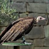 do-turkey-vultures-eat-chickens