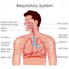Medical Education Chart Of Biology For Respiratory System Diagram