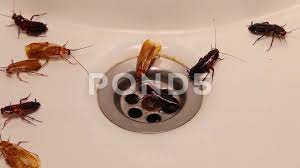 roaches in the bathroom on sink