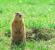 Gophers live in north america on the great plains ranging from texas all the way up to the gophers are omnivores, meaning they eat both plants and other animals. Gopher Definition And Meaning Collins English Dictionary