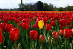 how-do-you-get-to-the-tulip-fields