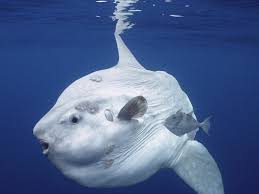 ocean sunfish mola national geographic