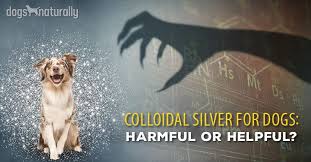 Five Immune Boosting Uses Of Colloidal Silver Dogs Naturally