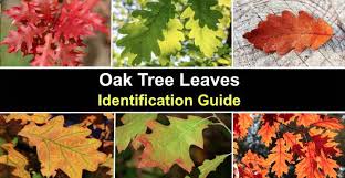 oak tree leaves identification guide