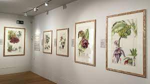 botanical art and for botanical artists