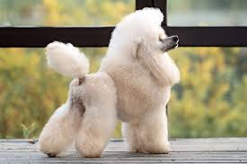 miniature poodle dog breed information