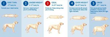 Talk To The Paw All About Dogs Canine Obesity A Growing