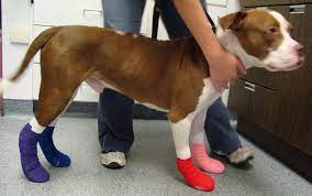 pad burn in dogs what it is and how to