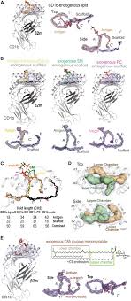 Cd1 Lipidomes Reveal Lipid Binding