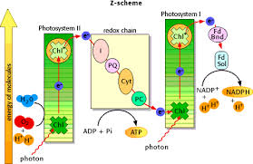Photosynthesis Problem Set 1