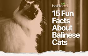 balinese cat breed the siamese style