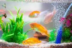 How do I get rid of ammonia in my fish tank?