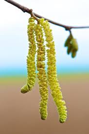 Image result for catkin