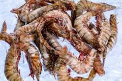 What is the size of tiger prawns?