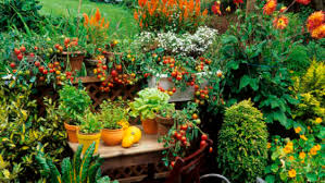 Small Space Container Gardening