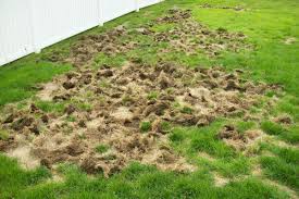 lawn grubs how to identify get rid of