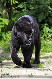 photo art print black jaguar