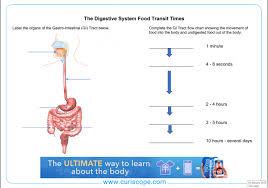 Digestive System Resources For Key Stage 1 And 2 Science
