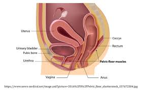 pelvic floor physiotherapy dynamic