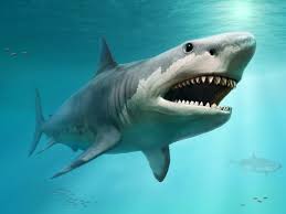 megalodon facts and photos