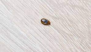 You Found One Bed Bug On The Wall
