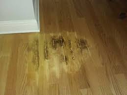 With today's technologies, a good laminate floor can even fool the professionals. Cat Urine Staining On Laminate Wood Flooring Homeimprovement