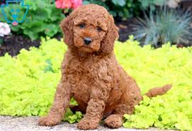 George slid down the post, and the man with the big yellow hat put him under his arm. Curious George Irishdoodle Puppy For Sale Keystone Puppies