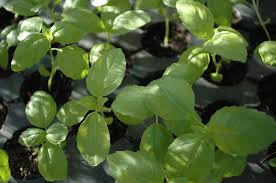 Vegetables And Herbs For Growing In