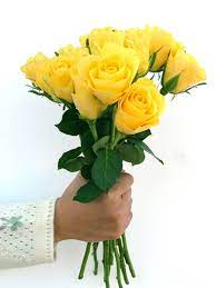 yellow roses free photo