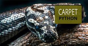 pet snake caring carpet python