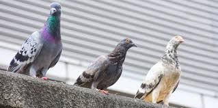 8 ways to get rid of pigeons from your