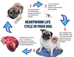 Proheart Lawsuit Heartworm Prevention Recall History